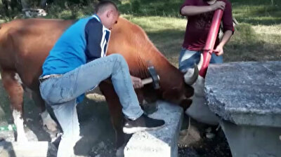 Turkish firefighters rescue bull whose head got stuck under picnic table