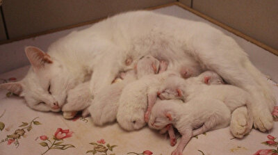 Adorable Van cat gives birth to 10 kittens
