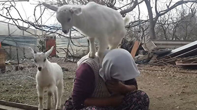 مشاهد مضحكة لمواعز تلعب مع امرأة عجوز ترعاها