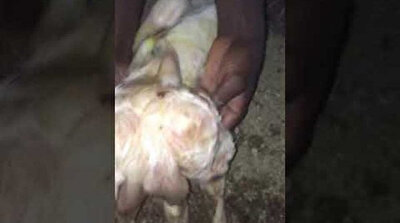 فيديو.. ولادة خروف برأسين في خميس مشيط