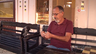 Turkish taxi drivers befriend adorable crow in Istanbul