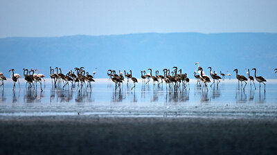 Turkey's central Lake Salt hosts flamingos
