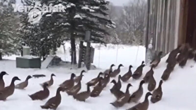 Ducks collectively decide it is 'too cold' to break free