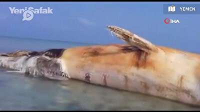 Dead whale found washed ashore in Yemen's Red Sea