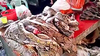 Snakes, dogs and bats: Inside a Chinese animal market