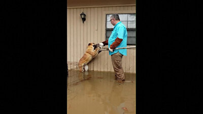 Rescuers save dogs stranded by Mississippi floods in US
