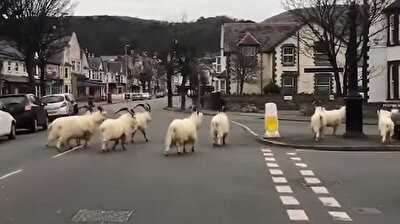 Goats take over empty Welsh streets, eat hedges amid lockdown