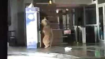 Hungry bears go food shopping in Uludağ cable-car station amid lockdown