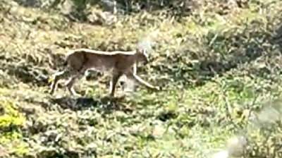 Rare wild lynx cats appeared in northern Turkey