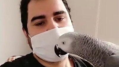 Turkish parrot urges people to stay at home