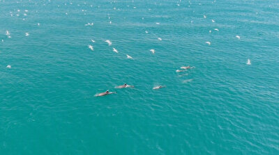 Dolphins return to Bosphorus Strait amid coronavirus lockdown