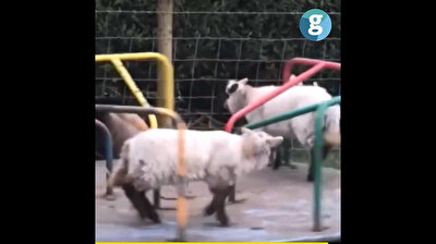 Lambs spotted playing on children's playground roundabout during lockdown