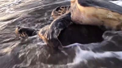 Endangered sea turtles begin arriving at beach in southern Turkey for mating season