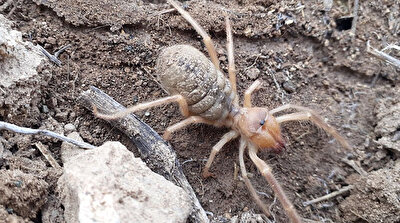 Flesh eating camel spider spotted in central Turkey