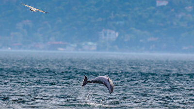 Dolphins put on show in Istanbul’s Bosphorus