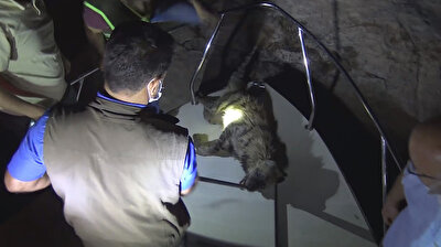 Injured hyaena in southeastern Turkey taken under treatment