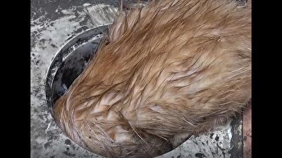 Turkish firefighters rescue thirsty cat squashed into water outlet in Turkey