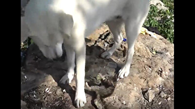 Adorable kitten strikes up funny friendship with dog in Turkey