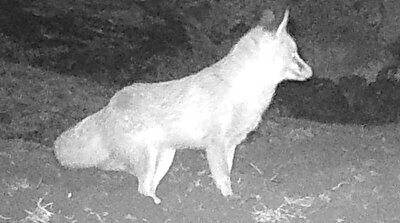 Security camera captures wolves' hunt in Turkey’s Batman