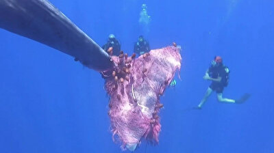 'Fury' the trapped sperm whale struggles in entangled fishing net near Sicily