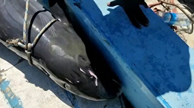 Baby dolphin carcass recovered off Mauritius coast as deaths rise to 40