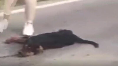 Despicable driver drags poor dog behind car until canine bleeds on street