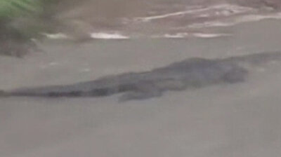 Massive alligator spotted swimming in storm surge after Hurricane Sally hit