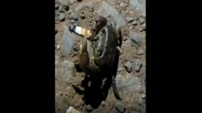 Crazy crab smokes cigarette