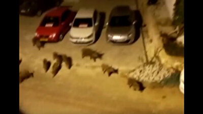 Drove of naughty pigs come to town in Turkey's Turquoise Coast Antalya