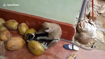 Monkey picks fleas off adorable puppy as the two become best buddies