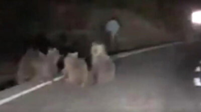 Brother bears of 'We Bare Bears' spotted wandering Turkey's streets