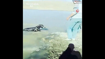 Cruel men almost drown poor baby donkey in Turkey