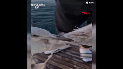 Seagull with fish hook stuck in its wing saved by benevolent Turkish citizens