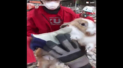 Ponpon the rabbit rescued from rubble in Turkey after deadly quake