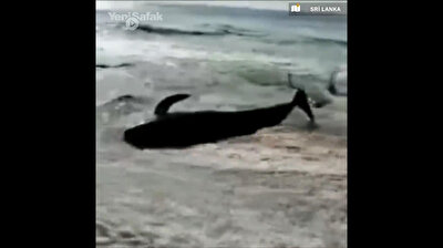 More than 100 stranded whales rescued by villagers in Sri Lanka