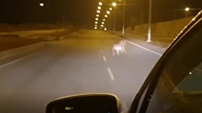 Hungry wolves come to town in eastern Turkey