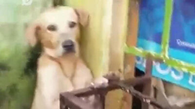 Heartwrenching moment poor dog survives flash flood by clinging onto iron bars in Mexico goes viral