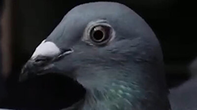 Take a look at the world's most expensive pigeon