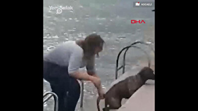 Loving vet jumps into sea fully-clothed to rescue drowning dog
