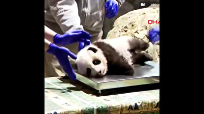 Video of cute baby panda getting checkup goes viral