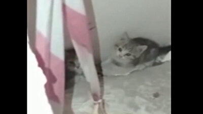 Royal Felines: Cute kittens rescued from Emperors Hall in Antalya Museum