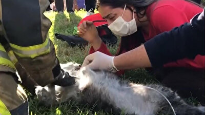 CPR performed on cats rescued from burning house as sisters sob for pets