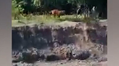 Terrifying moment Royal Bengal tiger attacks Indian villagers in Tezpur