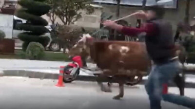 Runaway bull terrorizes traffic in Turkey