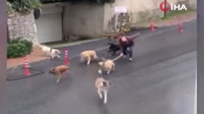 Man prevents stray dogs from tearing each other apart with long stick