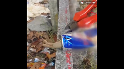 Lizard rescued from energy drink can with pliers in Turkey