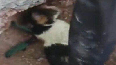 Firefighters rescue cat after concrete poured over feline in Turkey