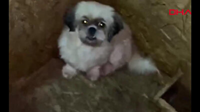 Horrifying: Over 65 dogs with removed vocal cords found in basement in Turkish capital