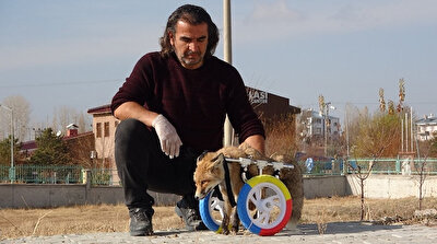 Animal lover brings back a disabled fox to life