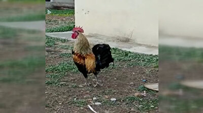 مشهد غريب.. ديك يصيح بشدة حتى ينقطع نفَسه ويُغمى عليه!